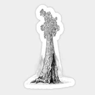 Redwood Trees | California Redwood | Giant Sequoia Sticker